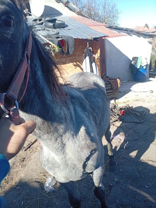Vând un manz de doi ani ,l am prins la căruță de doua ori