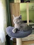 Pisicut british shorthair