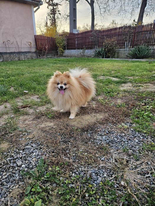 Pomeranian Mascul