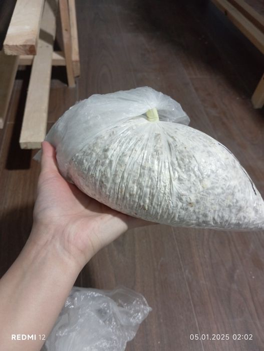 Veshinka Qoziqorin urugi orzon nrhda