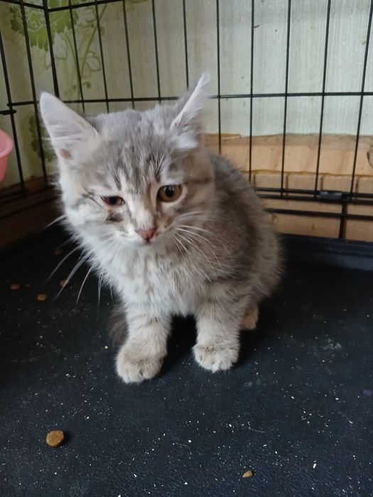 Даром отдам котенка