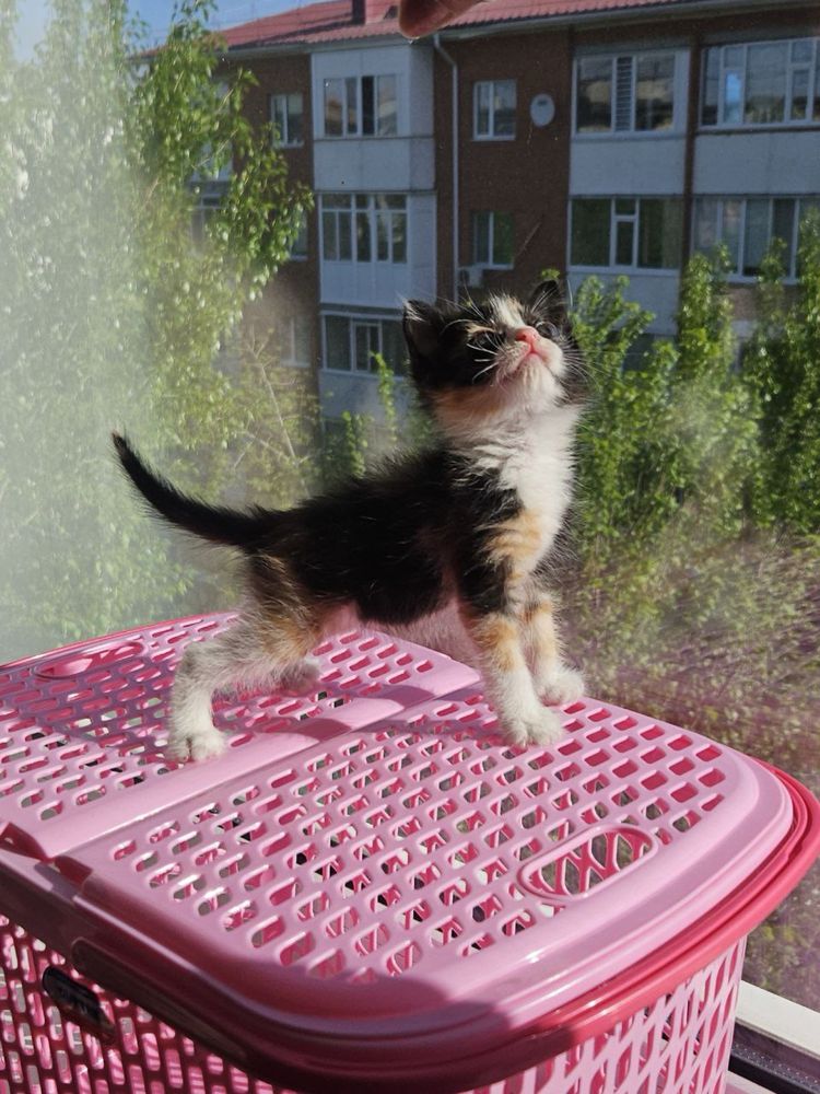 Отдам котенка в добрые руки