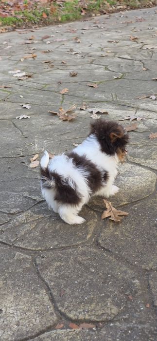 Йорки супер мини биро шоко бивър ,три момиченца!