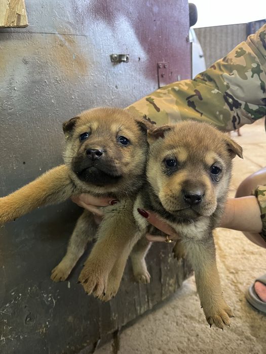 Щенки порода шарпей