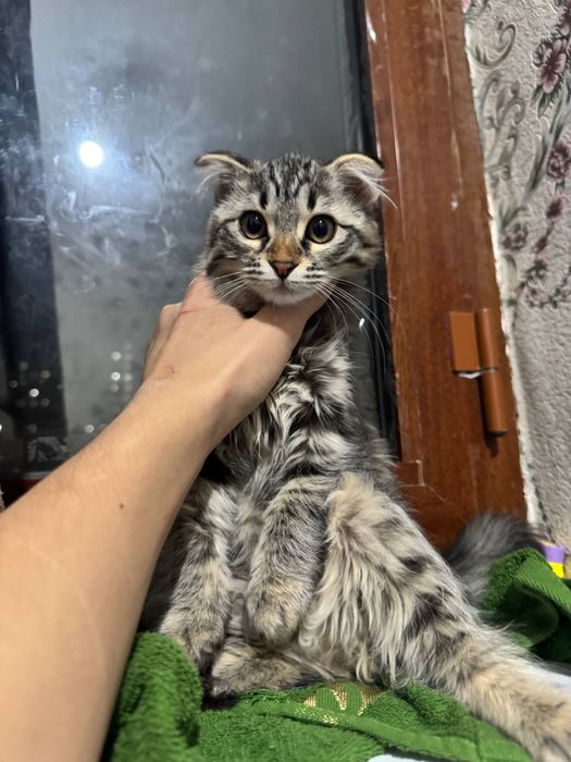 Mushukcha sotiladi scotish fold