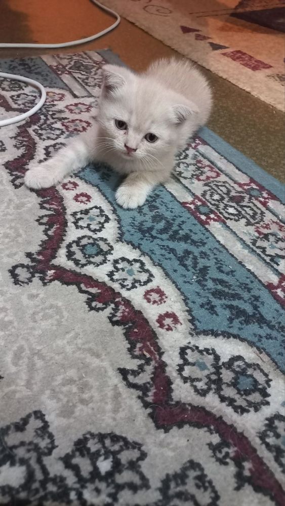 Котята скотишь фолд