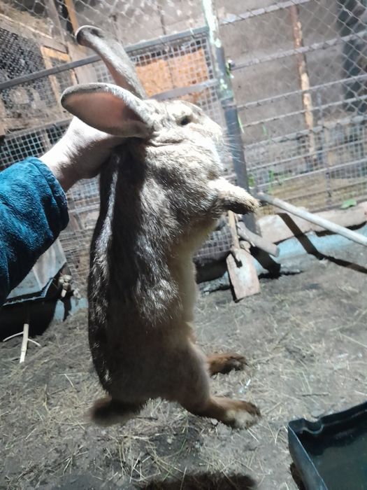 Кролики продам великаны