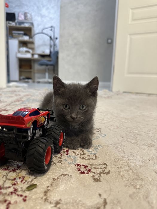 Отдам котенка бесплатно