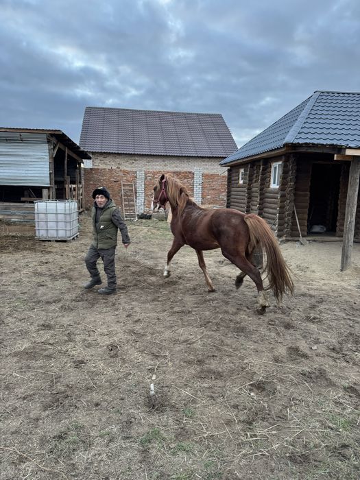 Продам ЖЕРЕБЦА Айгыр