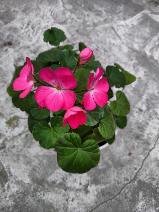 Комнатное растение  Герань Пеларгония