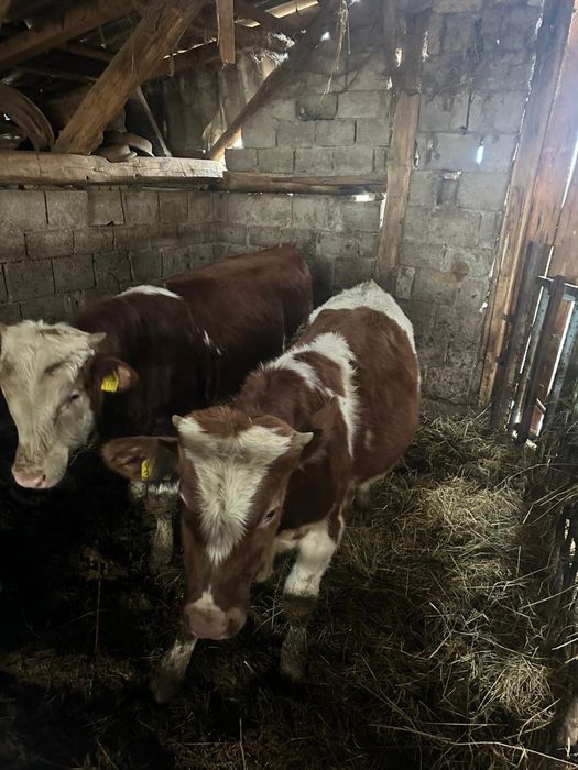 Vand 2 taurasi Baltati