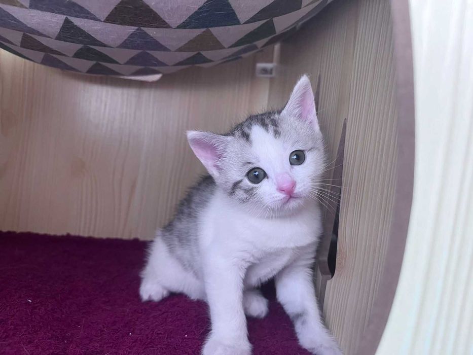 Продам милого белого котенка