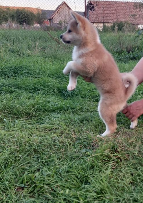 Catelusa akita inu japonez schimb