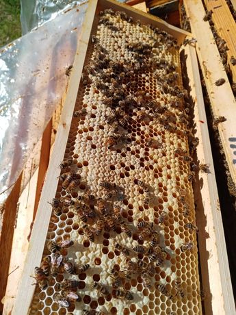 Пчелни семейства фарар