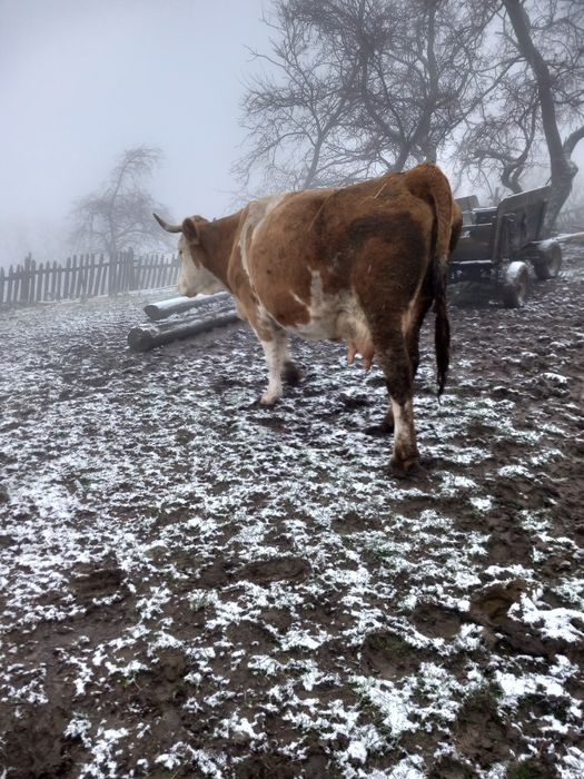 Vaca cu vițel de vanzare