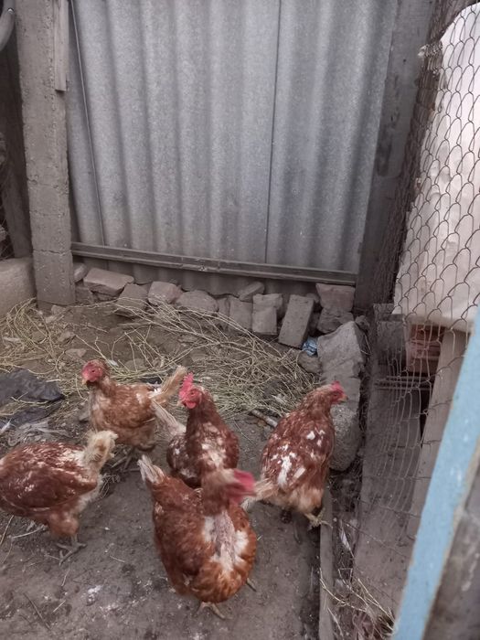 Продажа Куры 1500 тг