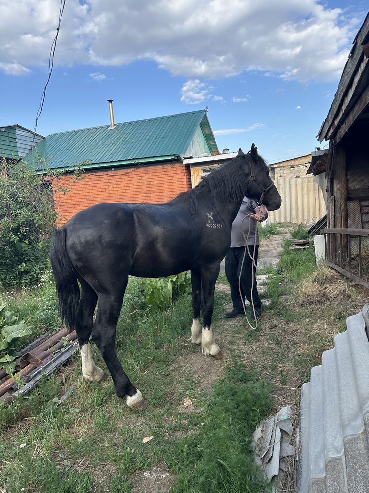 Продам жеребца тяж
