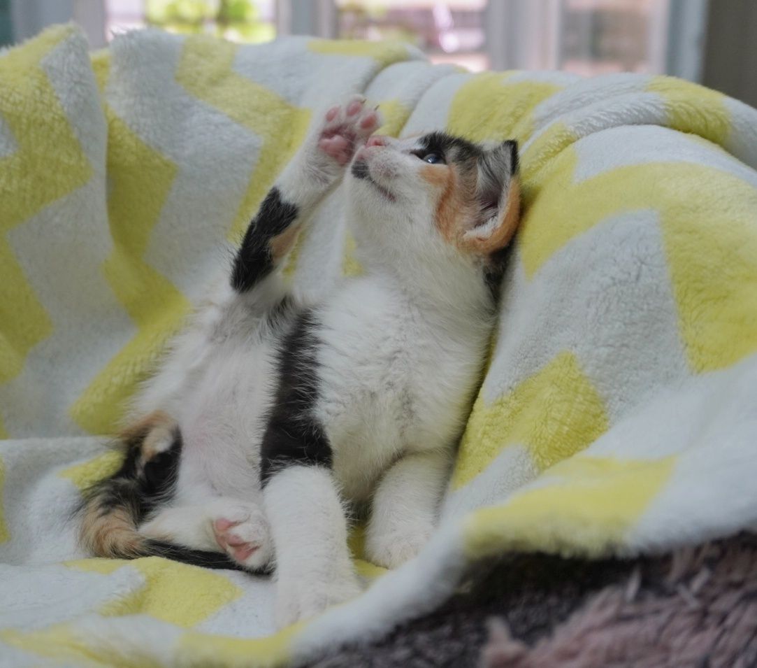 Pisica Sweety îți va îndulci viața dacă o adopți