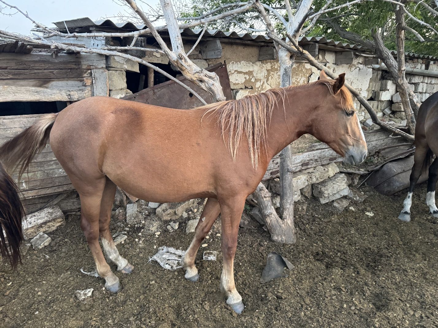 Продаются лошади и жеребята