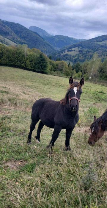 De vânzare mânz de 5/6 luni