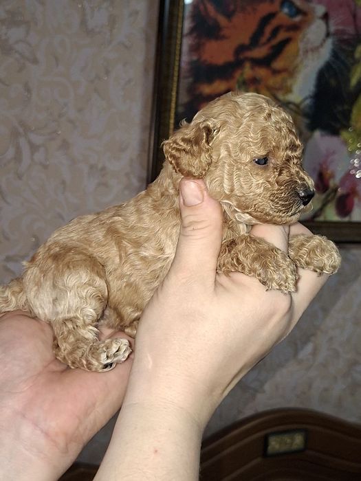 Карликовый пудель