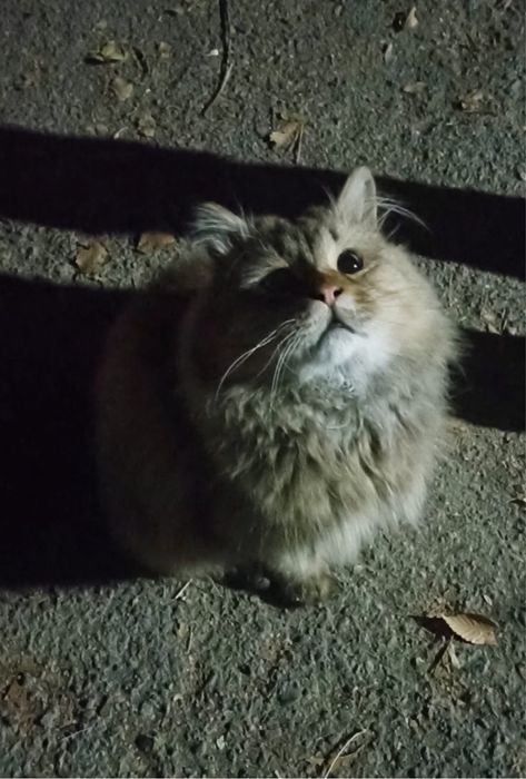 Кот в добрые руки!