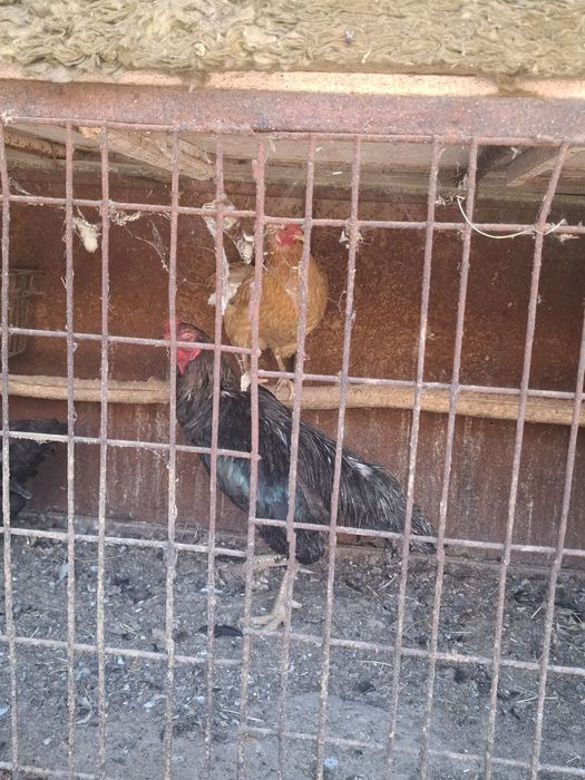 Xo'roz sotiladi damashni