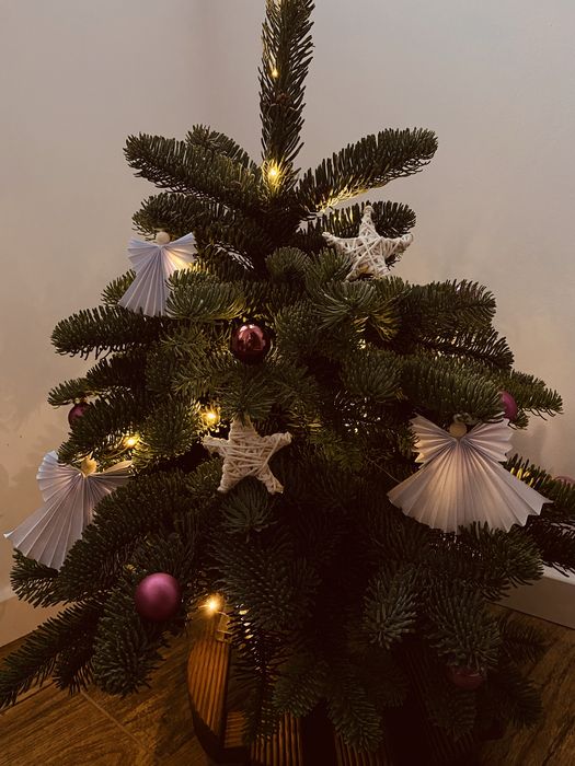 Coronite si braduti de Craciun din brad natural
