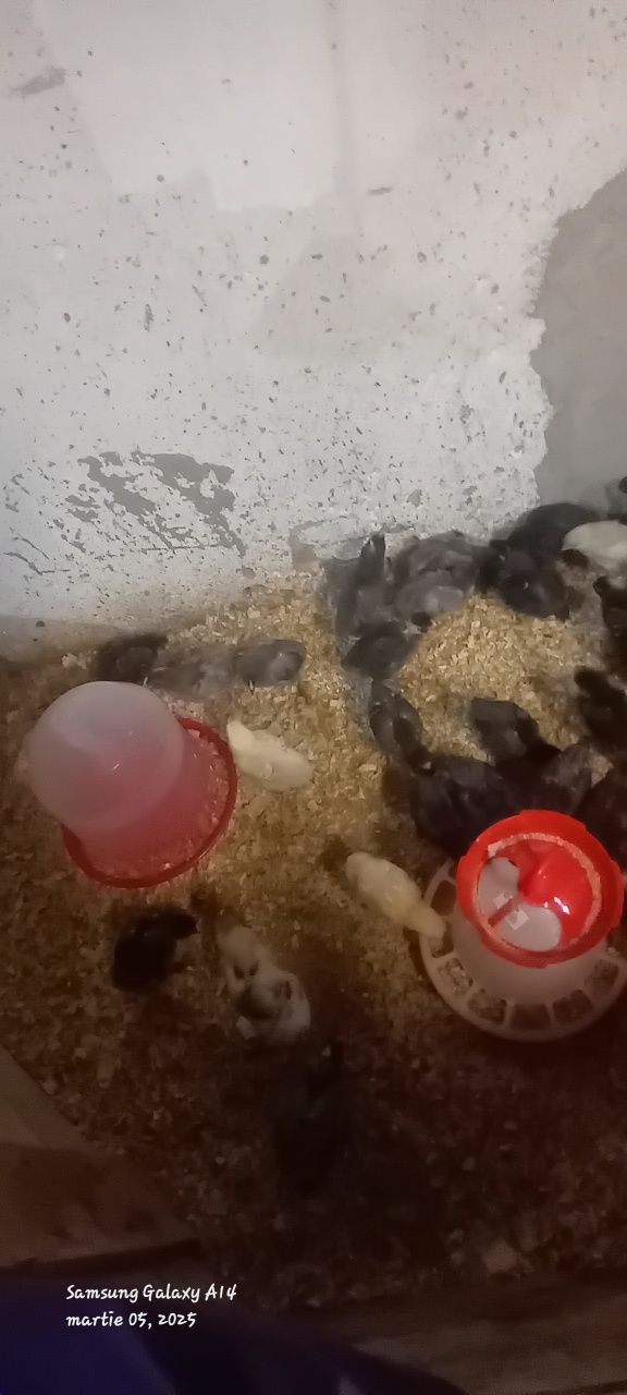 Pui de vanzare 13 lei bucata