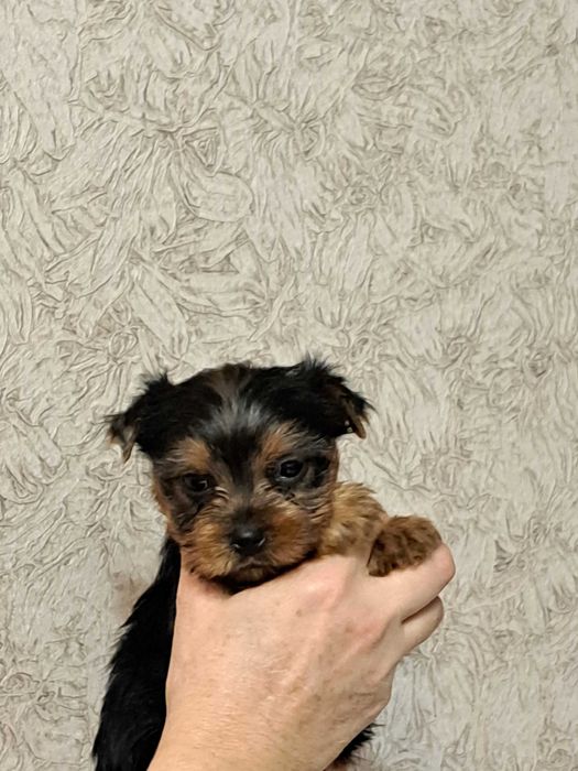 Продавам йоркита