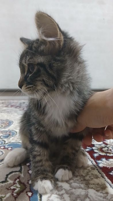 Mushuk bolasi 3 oylik (qiz)