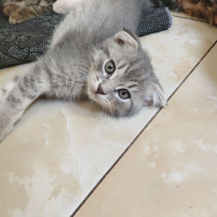 Котята, 1,5 месяца