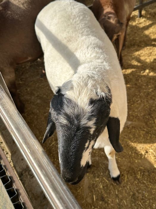 Кучкор барра шу йилги 3 та бир жоя