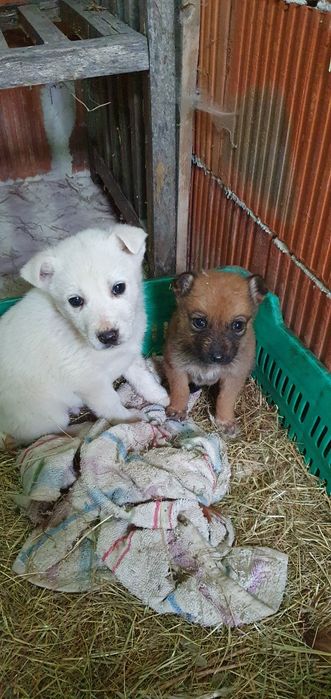 Подарявам! Малки кученца