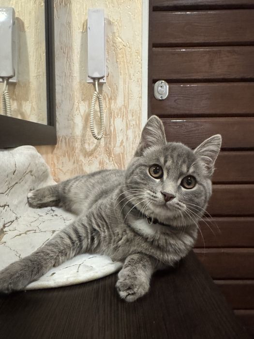 Отдам котенка в хорошие руки