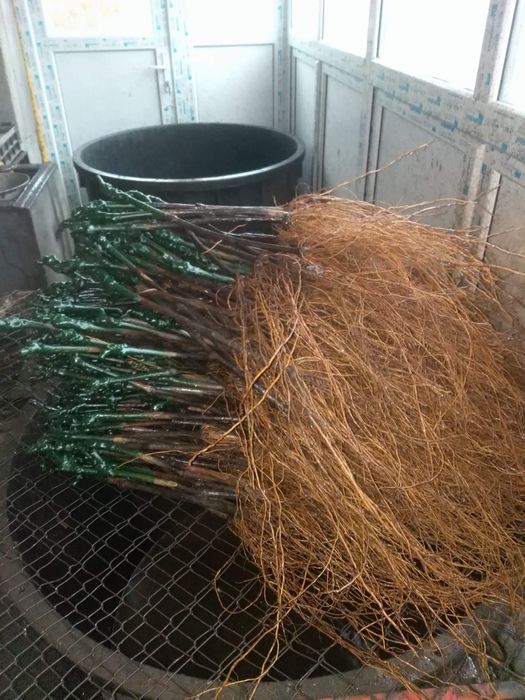 Butasi vita de vie anul 2 și anul 3