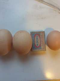 Продам домашние яйца куриное столовое и инкубационное