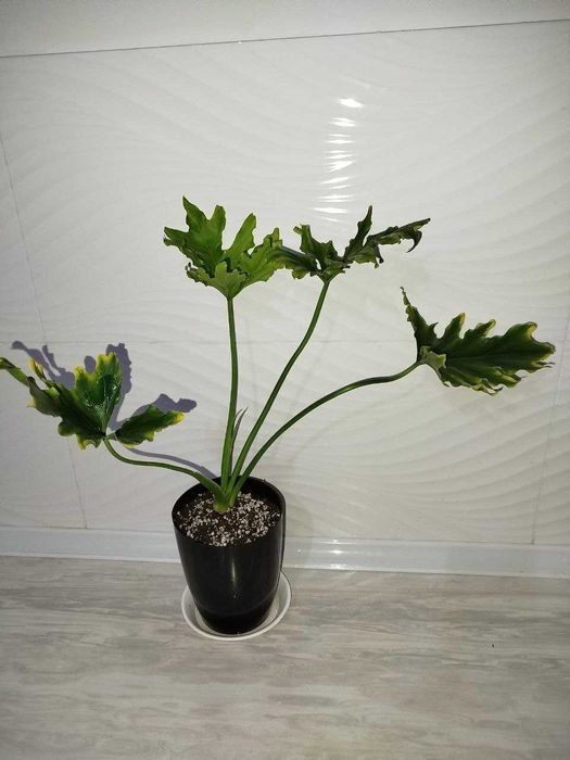 Felodendron varegatniy