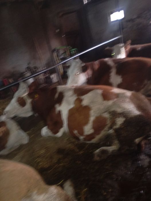 Vând vaci, 15 mame, 3 juninci (2gestante)