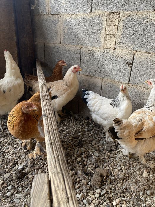 Продам куры 6+3 петушки в подарок