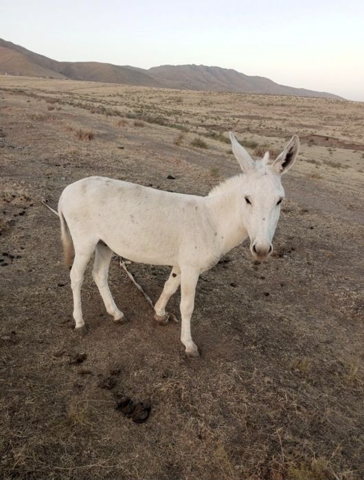 Эшшак Сотилади$$