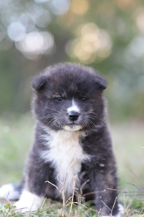 Pui Akita Inu femela roscata si mascul brindle (tigrat)