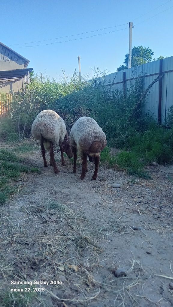 Кучкор ва куй сотилади