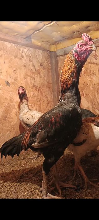 Продам дакана хорошый