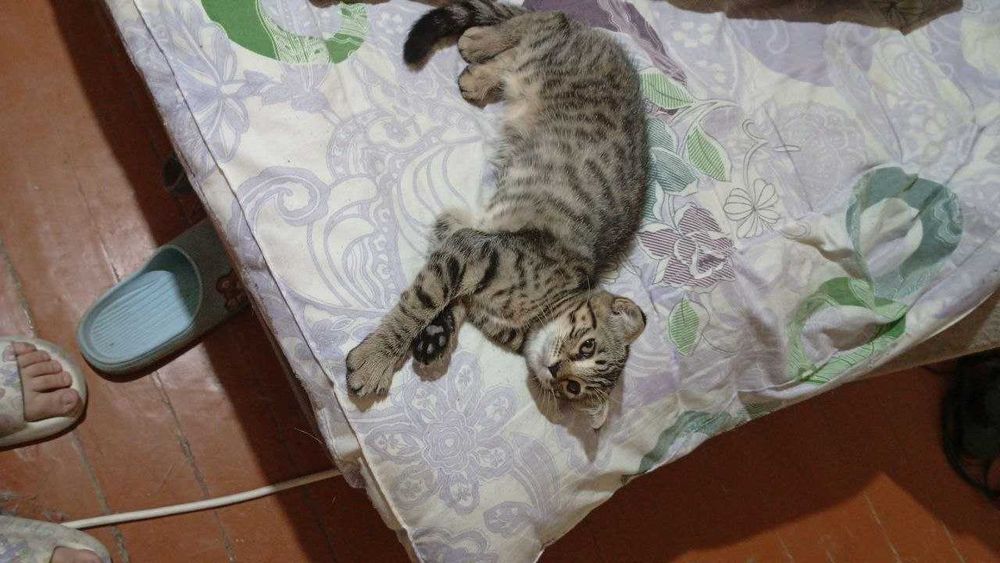 Отдам даром кошку