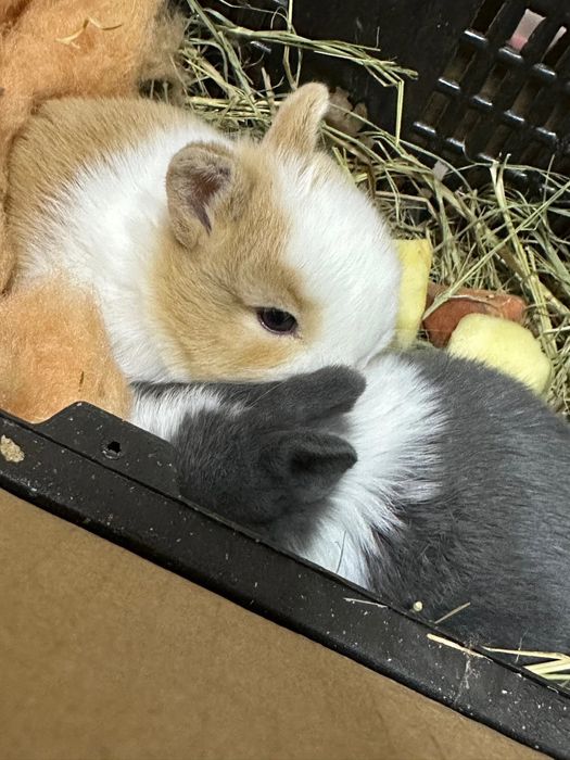 200.000 so‘mdan minik quyonchalar!
Farzandingiz uchun tirik do‘st!