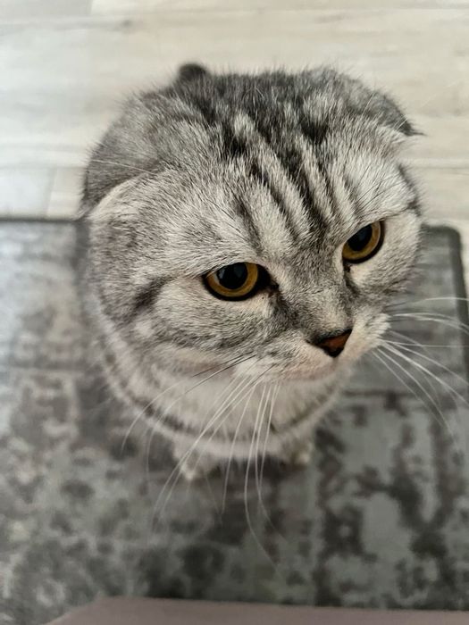 Шотландский вислоухий кот