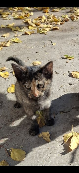 Отдам котят в добрые руки