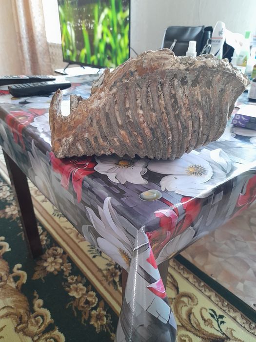 Окаменевшая челюсть мамонта