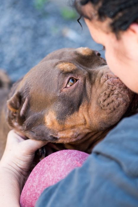 Супер детки Американский булли